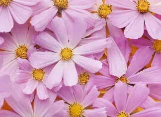 Международные службы доставки цветов: как они работают и почему это удобно