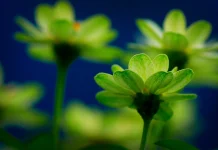 Выбор цветочного магазина как искусство создания правильного настроения