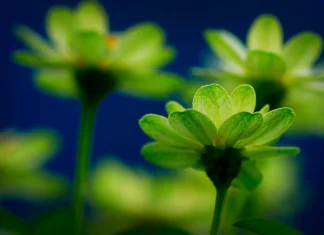 Выбор цветочного магазина как искусство создания правильного настроения