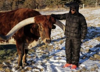 Льюис Хэмилтон завёл корову по имени… Макс